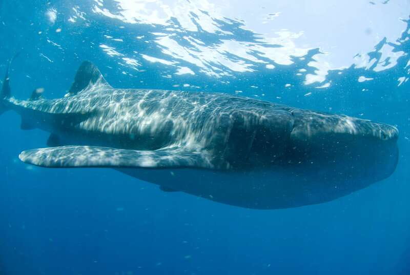 Cancún: Swim with Whale Sharks - The Best Part: Swim Time With Whale Sharks (How the Crew Controls Distance)