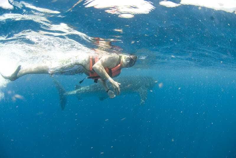 Cancún: Swim with Whale Sharks - Dolphins, Sea Turtles, and Other Surface Moments on the Way