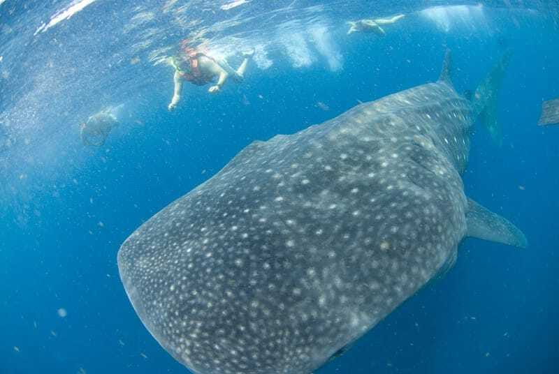Cancún: Swim with Whale Sharks - Isla Mujeres Stop: Lunch, Break Time, and a Chance to Cool Off