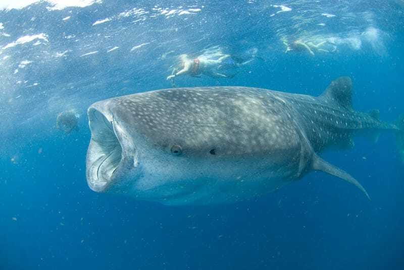 Cancún: Swim with Whale Sharks - Price and Value: Is $160 Worth It?