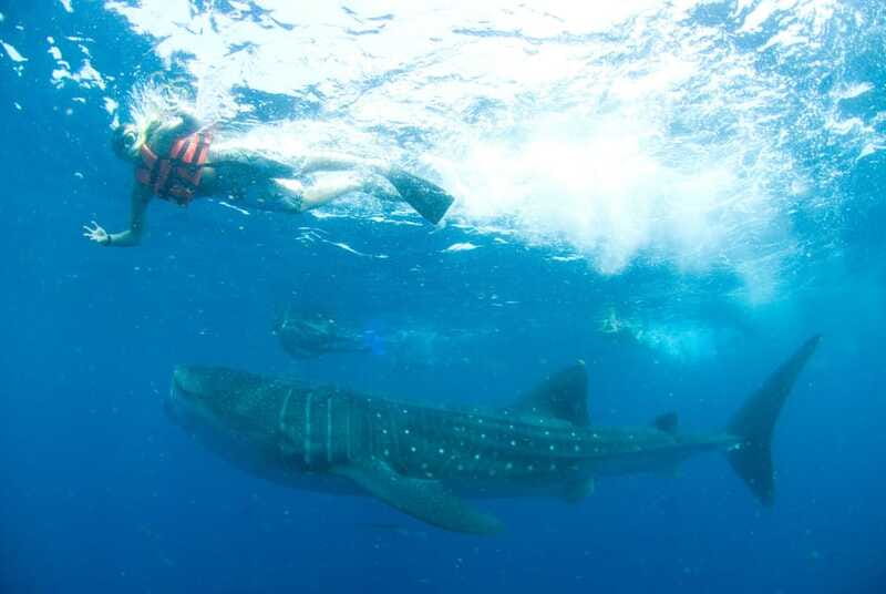 Cancún: Swim with Whale Sharks - Should You Book This Whale Shark Swim From Cancun?