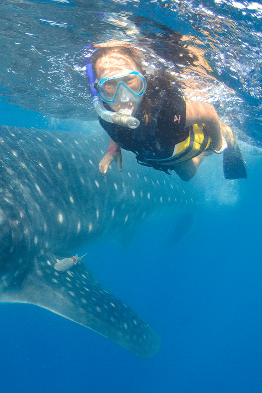 Cancún: Swim with Whale Sharks & Playa Norte Beach - Why Contoy Island Whale Sharks Feel Different Than a Pool