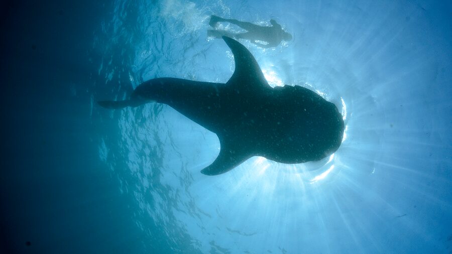Cancún: Swim with Whale Sharks & Playa Norte Beach - Playa Norte on Isla Mujeres: Relax, Snorkel, and Recharge