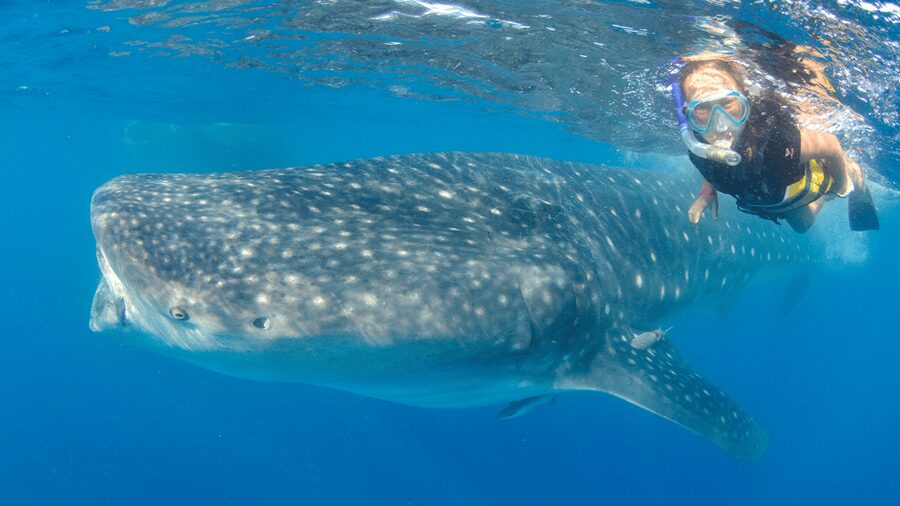 Cancún: Swim with Whale Sharks & Playa Norte Beach - What Not to Bring (Yes, Sunscreen Matters Here)