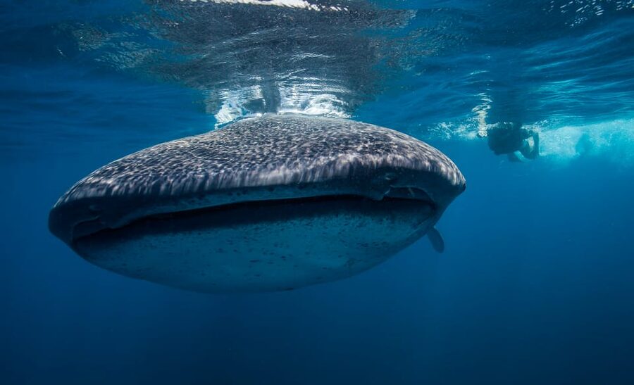 Cancún: Swim with Whale Sharks & Playa Norte Beach - Who This Whale Shark Swim + Playa Norte Stop Fits Best