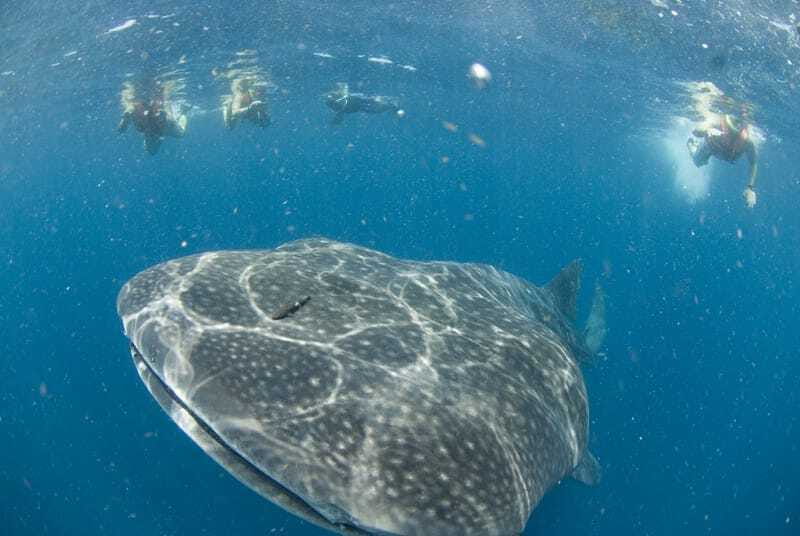Cancún: Swim with Whale Sharks - Isla Contoy Reserve: The No-Guarantee Search That Makes the Day Real