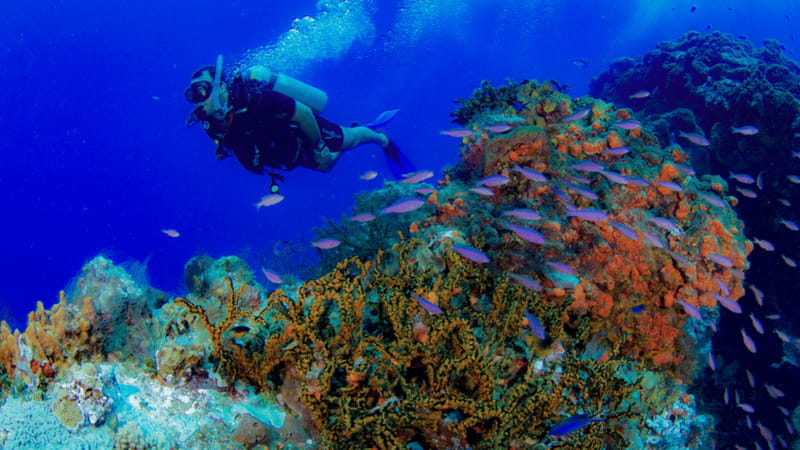 Cancún: Underwater Museum & Reef for Certified Scuba Divers - Gear, Medical Form, and Rules You Should Respect
