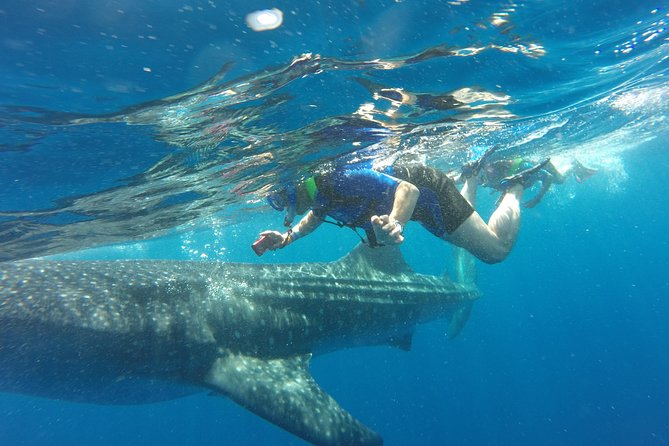 Cancun Whale Shark Encounter - Key things that make this whale shark swim worth your time