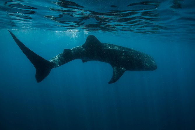 Cancun Whale Shark Encounter - Hotel pickup in Cancun and a meeting point that keeps things simple