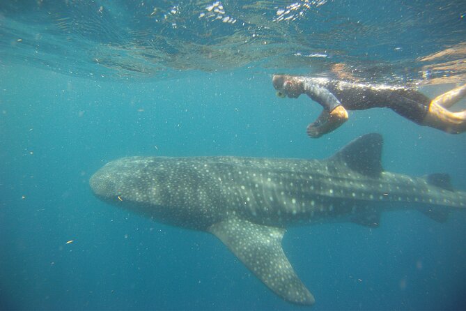 Cancun Whale Shark Encounter - If you see a whale shark: what “close” usually means