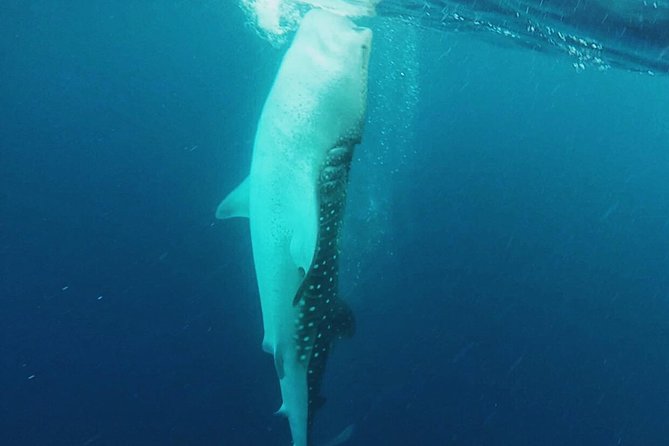 Cancun Whale Shark Encounter - Playa Norte on Isla Mujeres: the 50-minute reset you’ll be glad you have