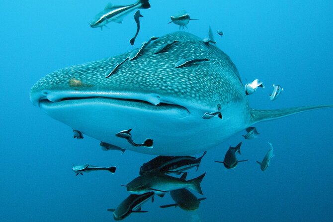 Cancun Whale Shark Encounter - Price and value: is $210 plus the $20 fee fair?