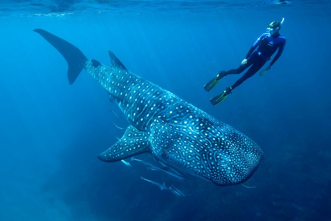 Cancun Whale Shark Encounter - Sterilized gear and bilingual guidance: the safety side that makes photos possible