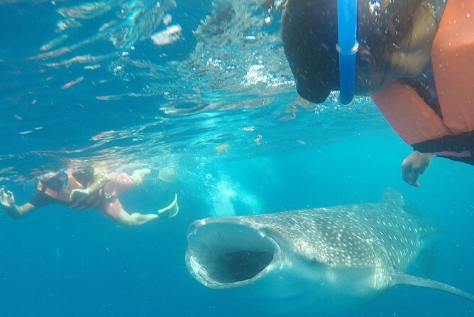 Cancun Whale Shark Experience with Snorkel & Transportation - Isla Contoy Whale Shark Water: Why This Route Feels Worth It