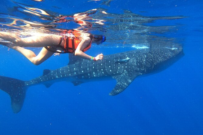 Cancun Whale Shark Experience with Snorkel & Transportation - Breakfast and Ceviche: The Food That Keeps the Morning From Feeling Brutal