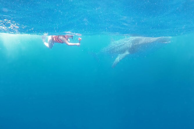 Cancun Whale Shark Experience with Snorkel & Transportation - Snorkeling With Whale Sharks: How the Two Swim Sessions Are Set Up