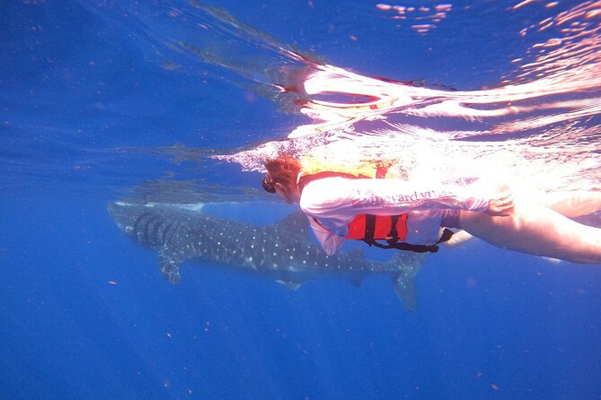 Cancun Whale Shark Experience with Snorkel & Transportation - Guides, Safety, and Comfort: What Makes This Feel Well Run