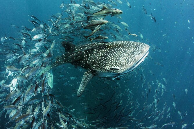 Cancun Whale Shark Experience with Snorkel & Transportation - Who This Tour Fits Best (and Who Should Rethink It)