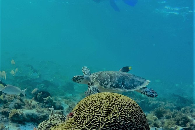 Catamaran Group Sightseeing, Snorkeling Tour Isla Mujeres - Stop 2: Isla Mujeres free time and Punta Sur’s Ixchel statue