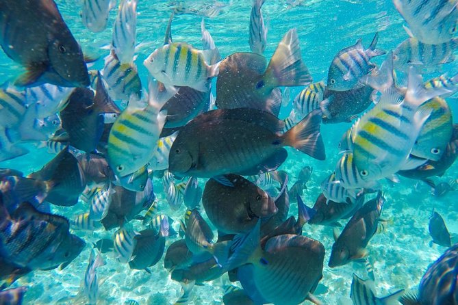 Catamaran Group Sightseeing, Snorkeling Tour Isla Mujeres - Price and value: $79 plus the $20 reef tax