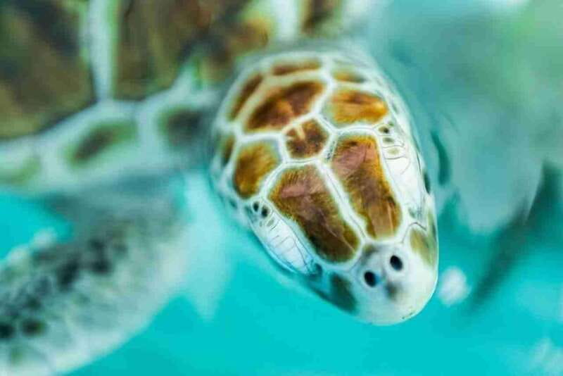 Catamaran party Isla Mujeres with drinks & lunch - The Caribbean Sail and Snorkeling Stop: Open Sea Time