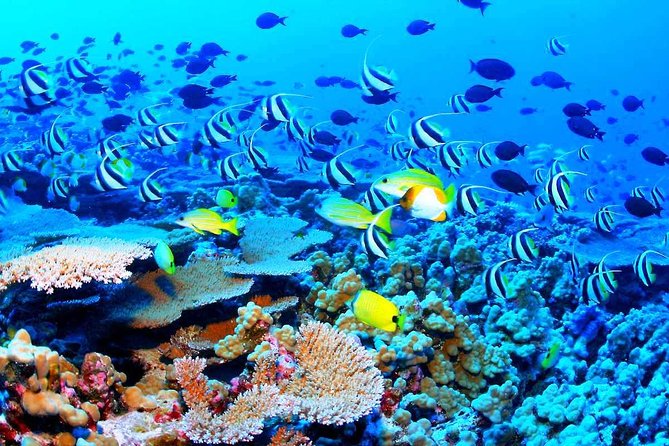 Catamaran Sail and Snorkeling Tour with Open Bar in Puerto Morelos - Time, group size, and the small-stress stuff that matters