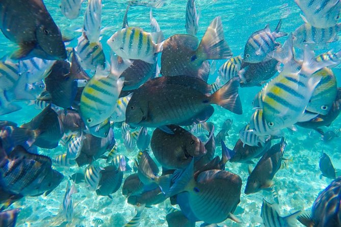 Catamaran Sailing Experience & Snorkeling Tour to Isla Mujeres - Playa Norte: Iconic Beach Time (and the Crowd Factor)