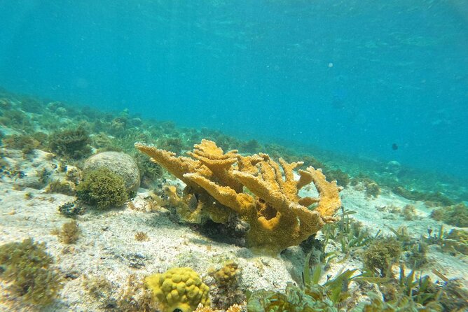 Catamaran with Snorkeling and North Beach, Isla Mujeres - Stop 2: Arrecife El Meco Snorkeling at a Coral-Barrier Site