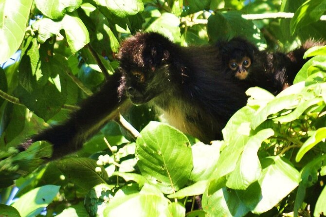 Cenote La Noria Tour + Jewelry Shopping Tour + Tequilera - Who should book this tour, and who should skip it
