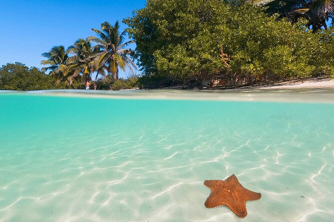 Contoy Island Tour from Cancun and Isla Mujeres with Snorkeling - Isla Mujeres departure: an early start and a smooth trip to Contoy