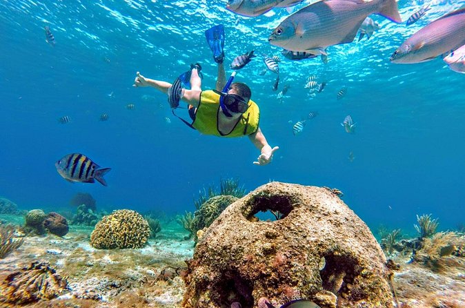 Cozumel by transparent boat and snorkeling in the sky with lunch. - What you’ll actually see: different reefs, different fish