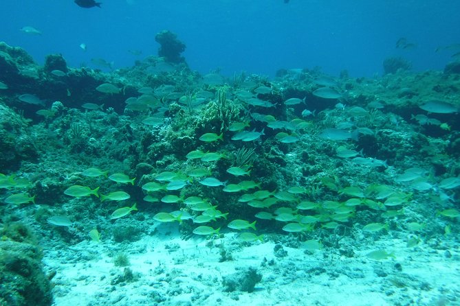 Cozumel Catamaran Snorkeling Tour & Lunch (Hotel Pick Up) - The underwater cave stops and why snorkeling time can feel short