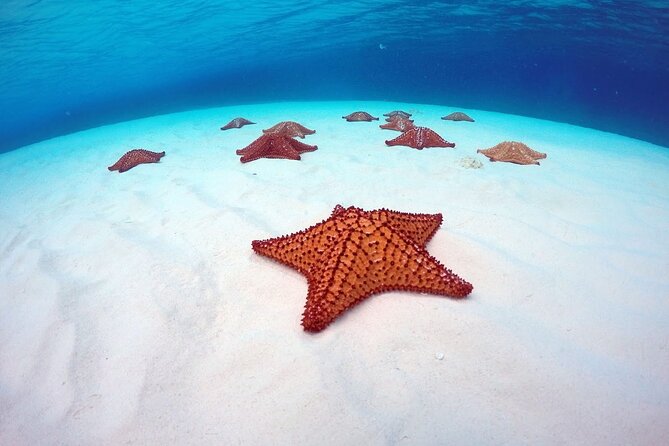Cozumel El Cielo All Inclusive Tour from Cancun - Columbia Reef: guided snorkeling plus a glass-bottom look