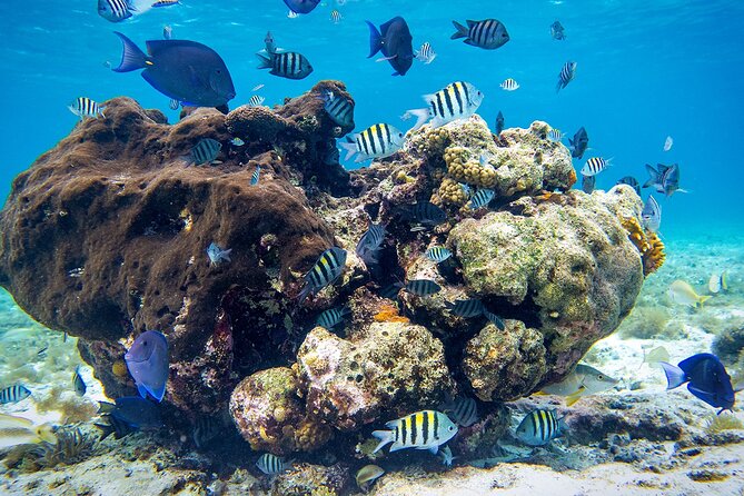 Cozumel Starfish and Tropical Reef Snorkeling by Powerboat with Lunch - On the powerboat: three reef stops and guided spotting