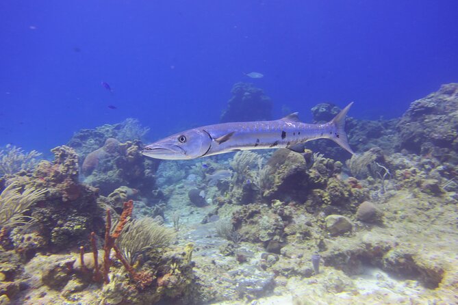 Discover Scuba - One or two underwater sessions: how to choose the right package