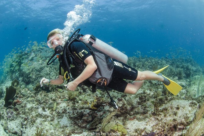 Discover scuba ,MUSA and Manchones reef dive without license - Who this suits best on Isla Mujeres
