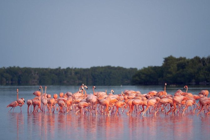 Discover the FABULOUS PINK WATERS at the Caribean (Las Coloradas+Río Lagartos) - Rio Lagartos boat ride: where flamingos and crocodiles steal scenes