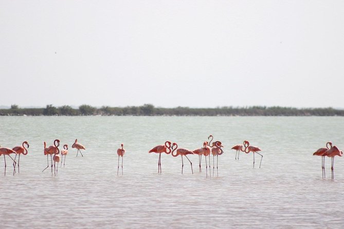 Discover the FABULOUS PINK WATERS at the Caribean (Las Coloradas+Río Lagartos) - Clay scrub and crocodile farm: the fun extras with a big “comfort” variable