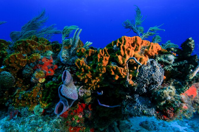 Discovery Scuba Diving !! - Gear Notes: Camera Safety and Comfort Tips