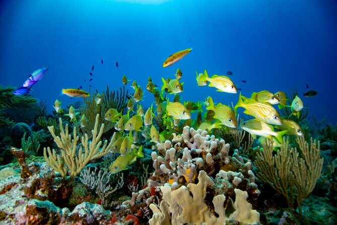 Discovery Scuba Diving !! - Physical Fitness: What Moderate Means in Real Life