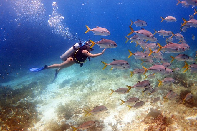 Diving in Cancun for Certified Divers | 2 Dives | All Inclusive - Key Highlights Worth Noting