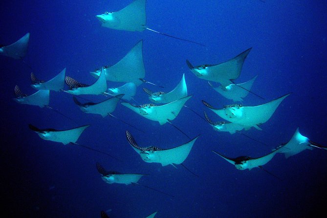 Diving in Cancun for Certified Divers | 2 Dives | All Inclusive - MUSA Underwater Museum: Art You Can Touch (and Good Photo Odds)