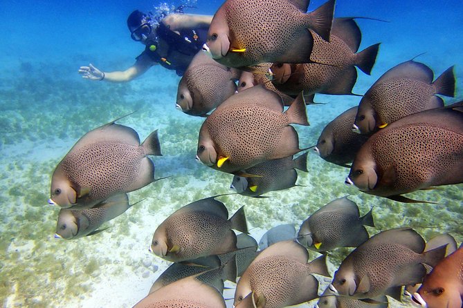 Diving in Cancun for Certified Divers | 2 Dives | All Inclusive - Reef Time: Marine Life Targets and Why Your Guide Matters