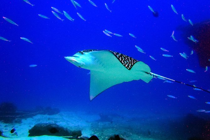 Diving in Cancun for Certified Divers | 2 Dives | All Inclusive - The Real Schedule: 9:00 am Start, About 6 Hours, and Timing Reality