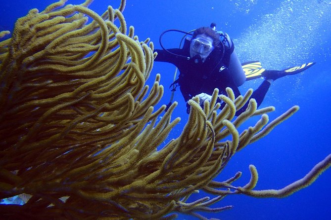 Diving in the Mexican Caribbean for Beginners | 2 Tanks 2 Dives | All Inclusive - Price and What You Get for $190.69