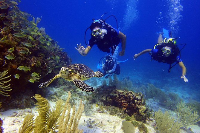 Diving in the Mexican Caribbean for Beginners | 2 Tanks 2 Dives | All Inclusive - Photos, Wetsuits, and the Add-Ons Budget