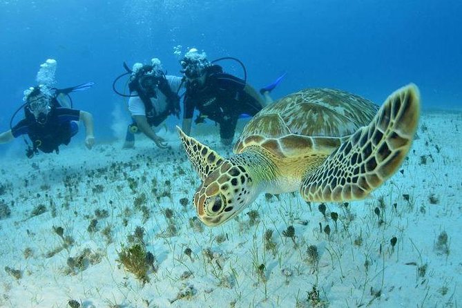 Diving + Muse - Meeting point clarity: where the day starts and ends