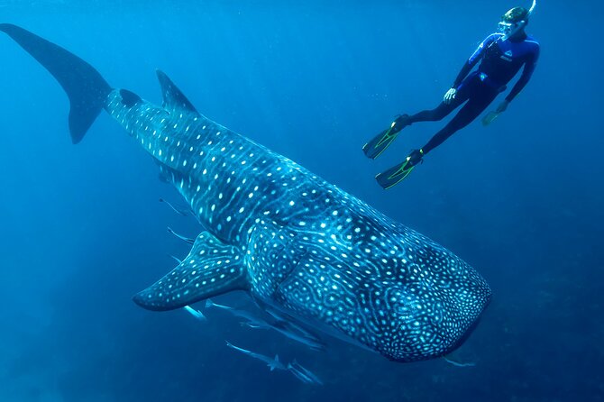 Eco Whale Shark Encounter - Price and value for a whale shark day from Cancun