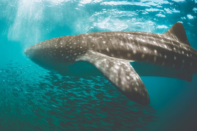 Eco Whale Shark Encounter - The 7:00 am plan: how a 6.5-hour day stays focused