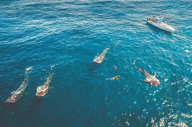 Eco Whale Shark Encounter - Isla Mujeres and Playa Norte: the part people often forget to plan for